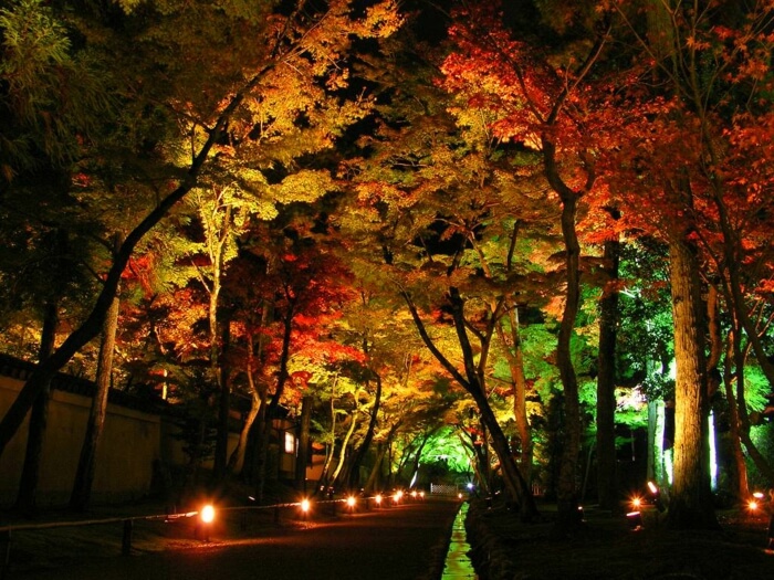 Дорожка и деревья освещаются и придают саду романтический характер